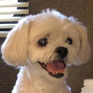 Meet your Posher, Robin